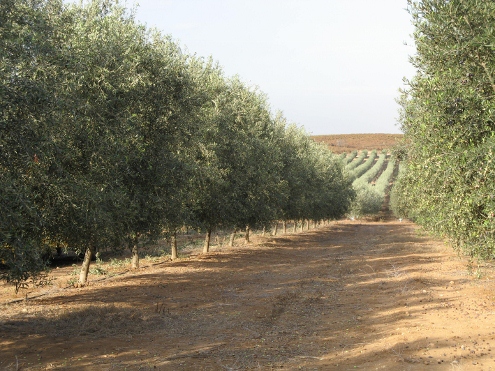 מטע זיתים (צילום:מאשקה ליטבק)